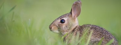 adorable-1850192_640